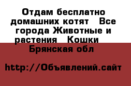 Отдам бесплатно домашних котят - Все города Животные и растения » Кошки   . Брянская обл.